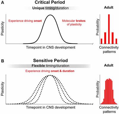 Shifting Developmental Trajectories During Critical Periods of Brain Formation